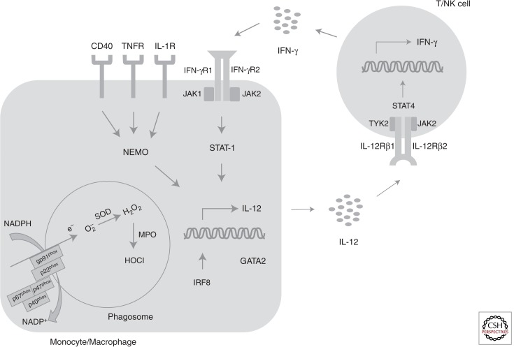 Figure 1.