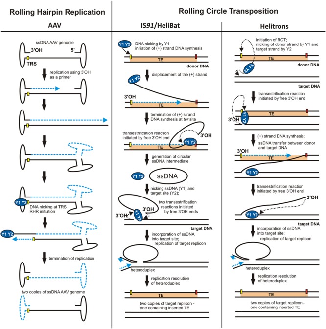 FIGURE 3