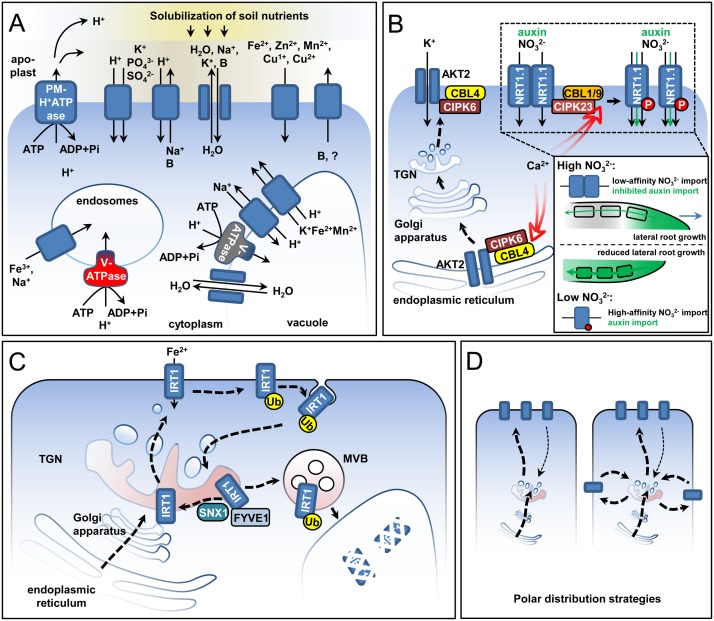 FIGURE 2