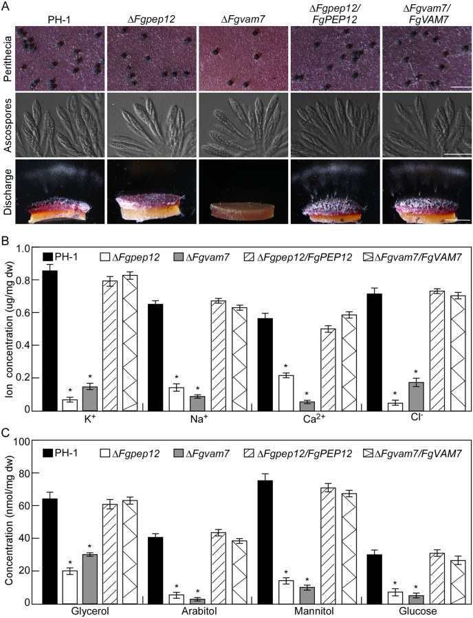 Fig 6