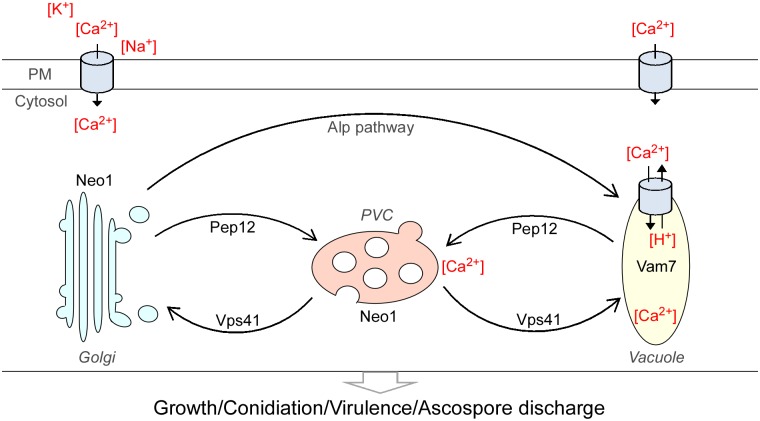 Fig 12