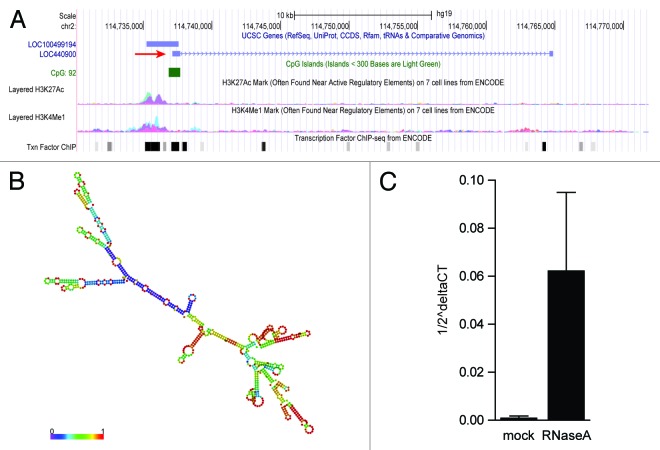 graphic file with name rna-11-66-g3.jpg