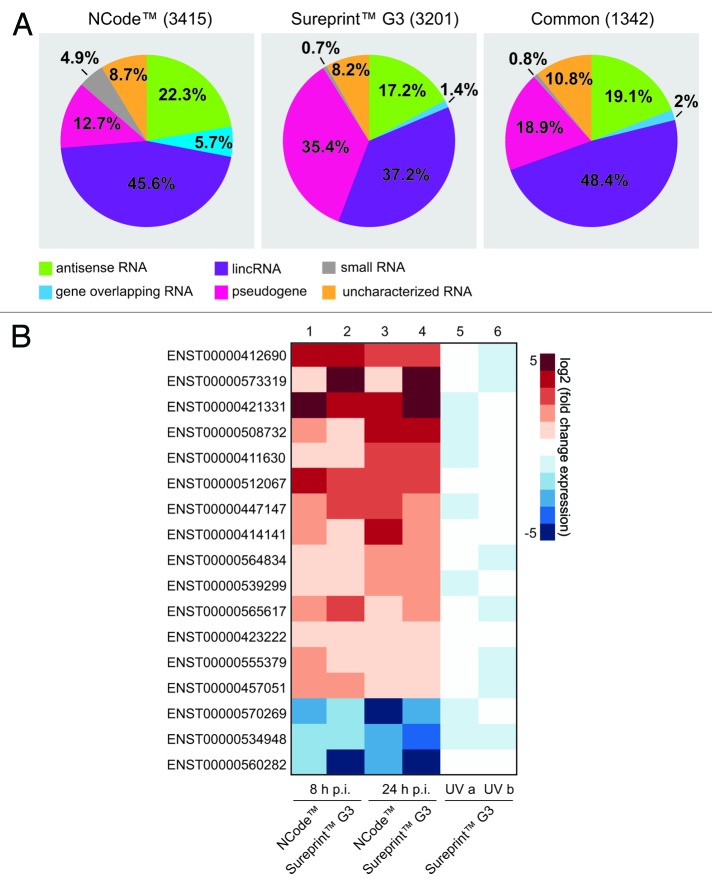 graphic file with name rna-11-66-g1.jpg