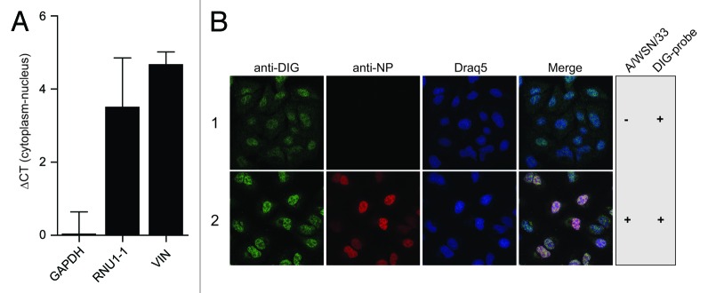 graphic file with name rna-11-66-g4.jpg