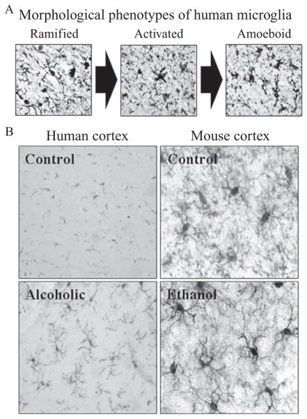 Figure 10.3