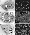 FIG. 9.