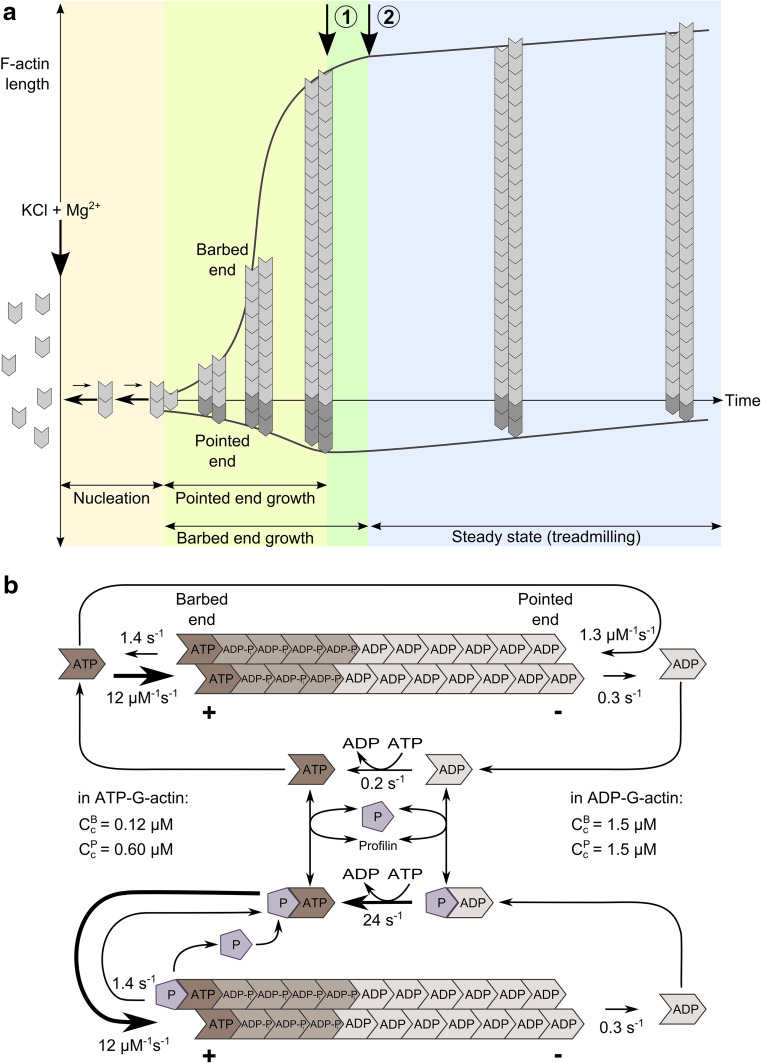 Fig. 1