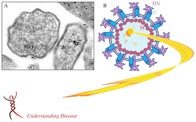 Molecular biology, pathogenesis and pathology of mumps virus - PMC