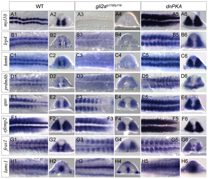 Fig. 7.