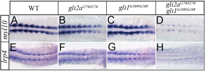 Fig. 8.