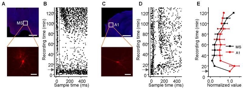 FIGURE 3