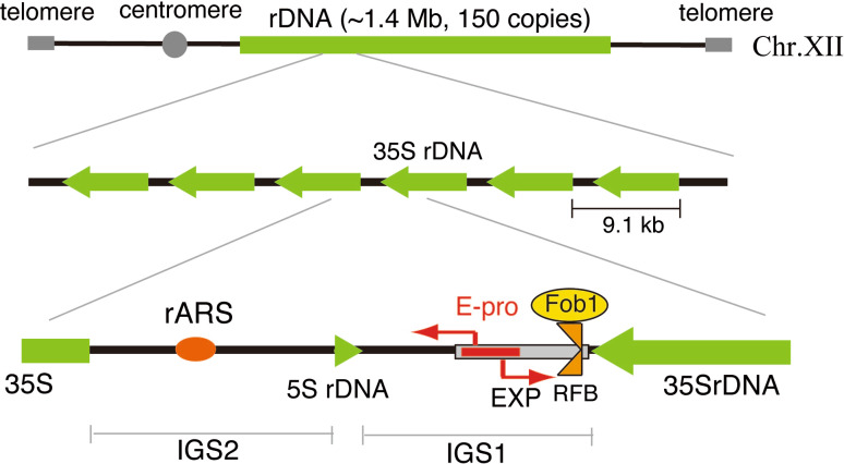 Fig. 1