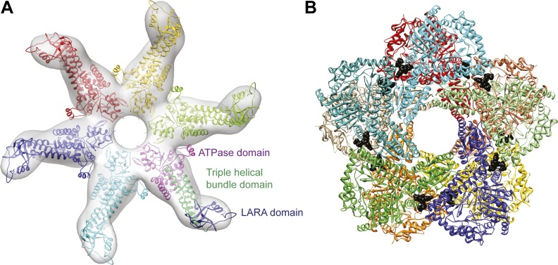 Figure 1—figure supplement 1.