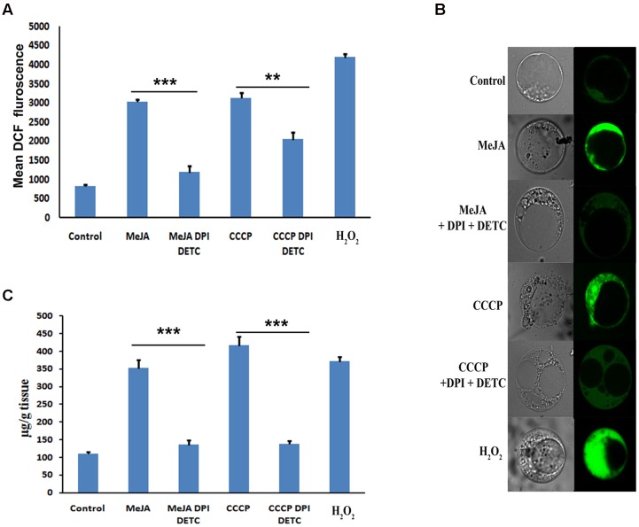 FIGURE 1