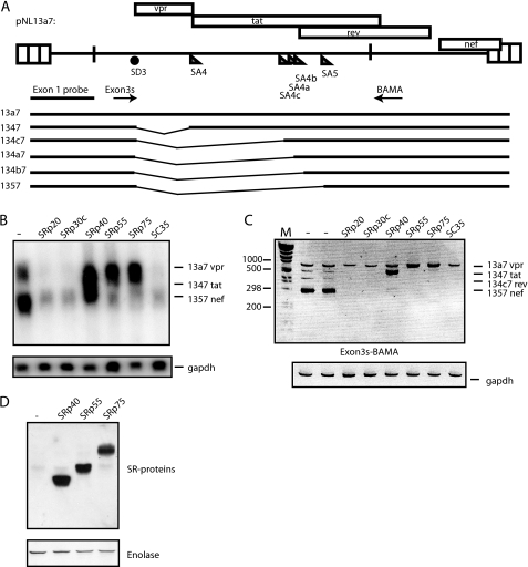 FIGURE 1.