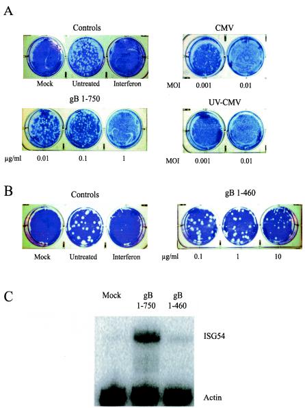 FIG. 2.