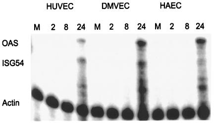 FIG. 7.