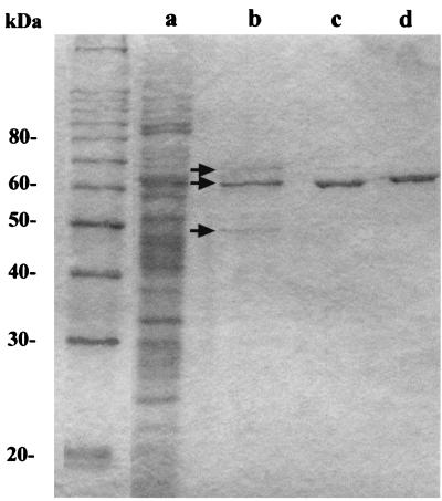 FIG. 1