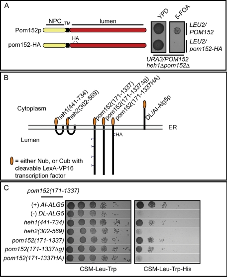 FIGURE 6: