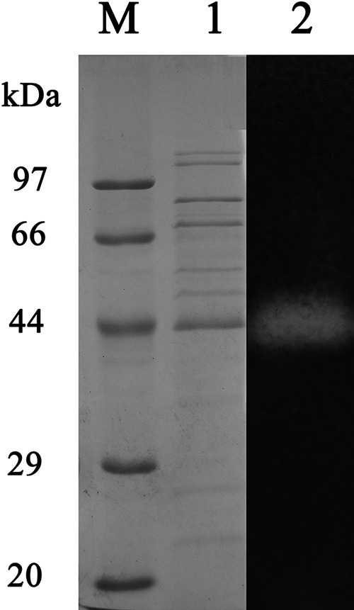 FIG 1