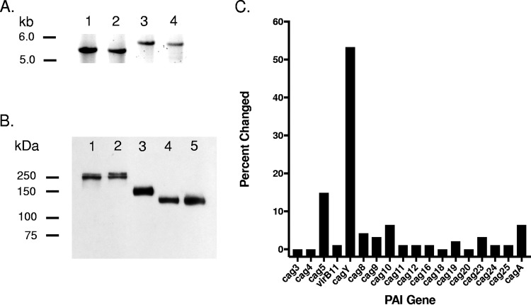 FIG 1