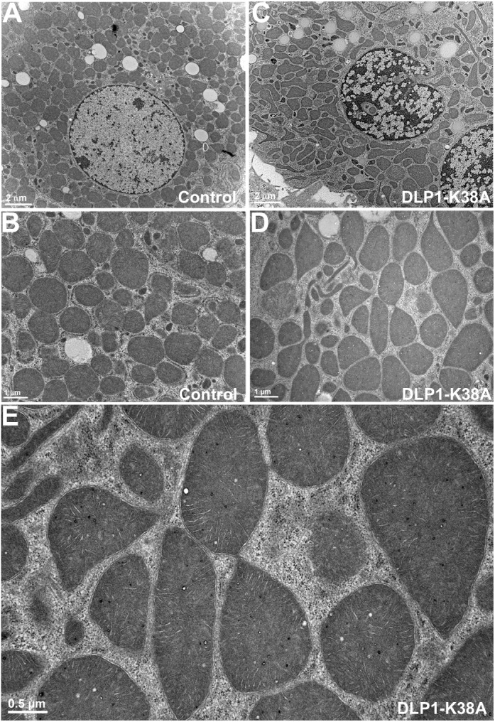 FIG. 2.