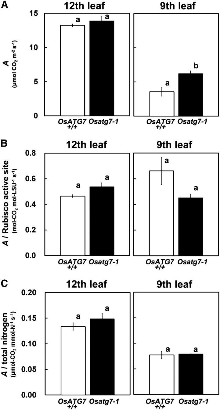 Figure 10.