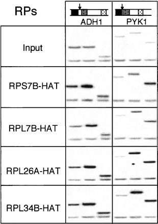 FIGURE 3.