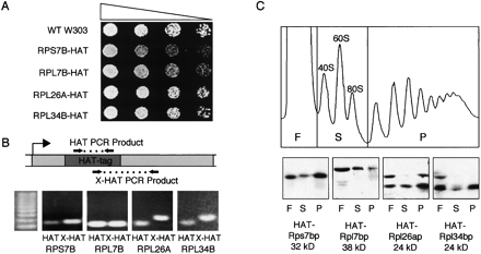 FIGURE 1.