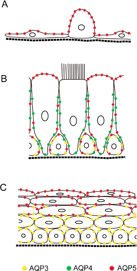 Fig. 7