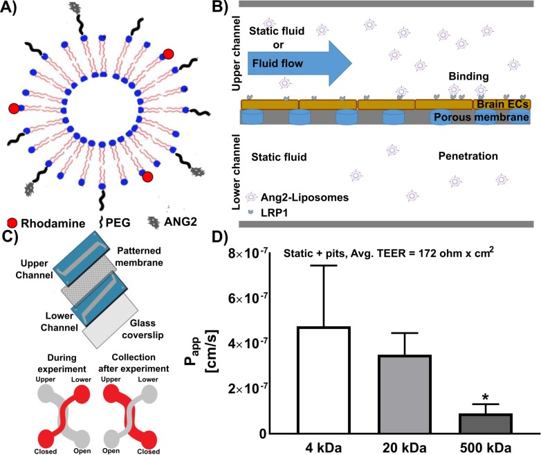 Effect of flow on targeting and penetration of angiopep-decorated ...