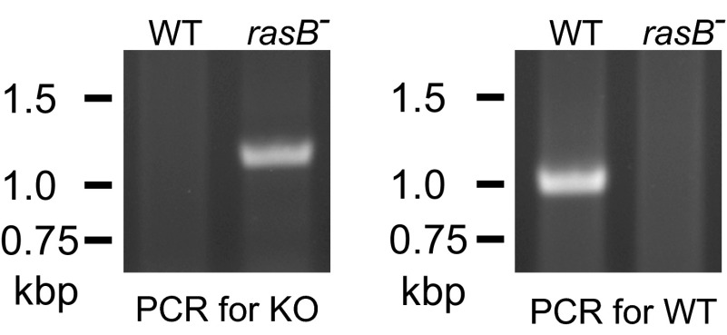 Fig. S5.