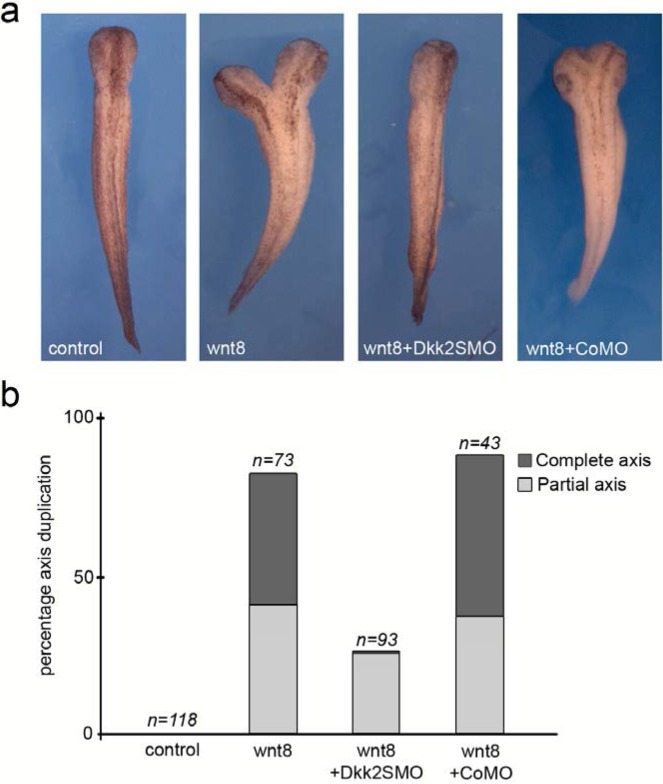 Figure 9—figure supplement 1.