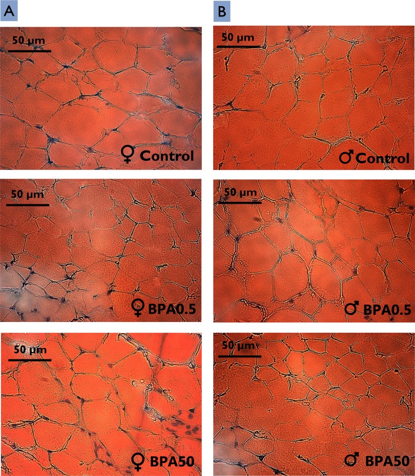 Photomicrographs.