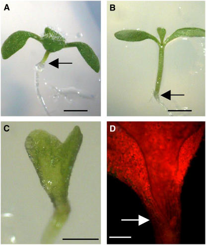 Figure 7.