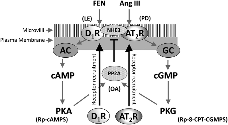 Figure 6: