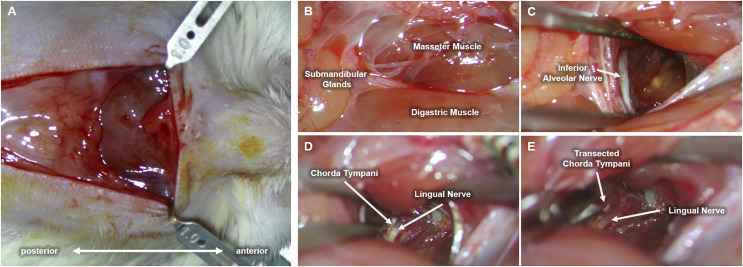 Recovery of sweet taste preference in adult rats following bilateral ...