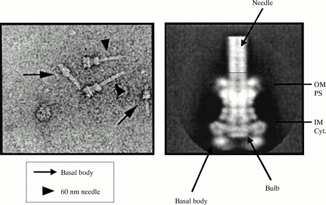 Figure 3 