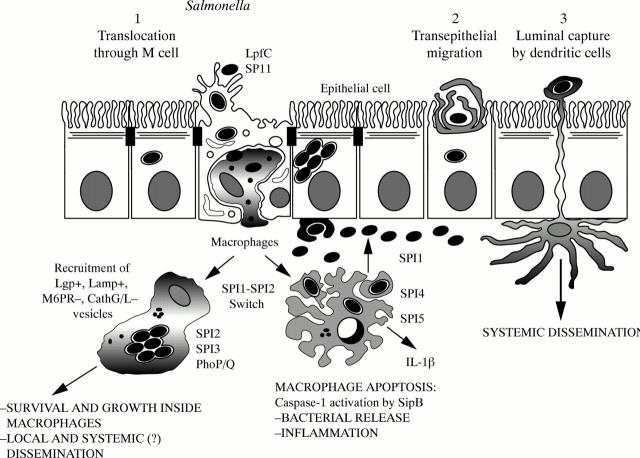 Figure 6 