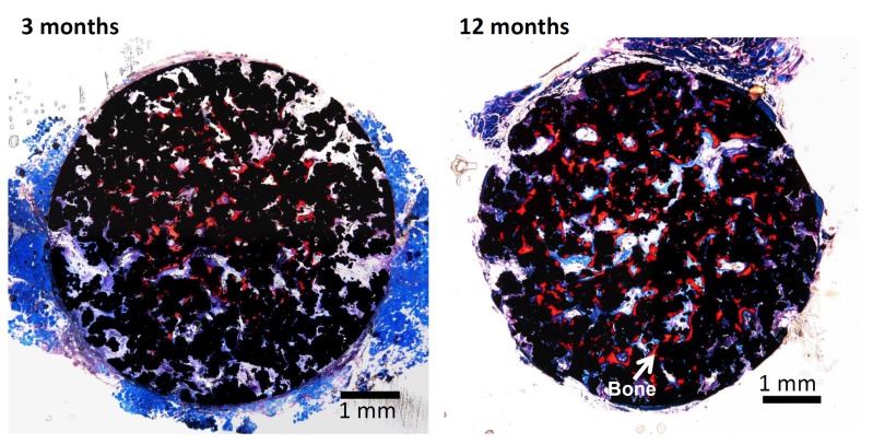 Fig. (12)