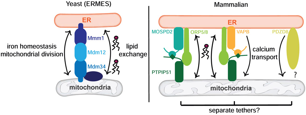 Figure 2: