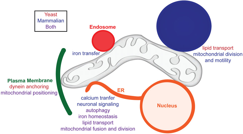 Figure 1: