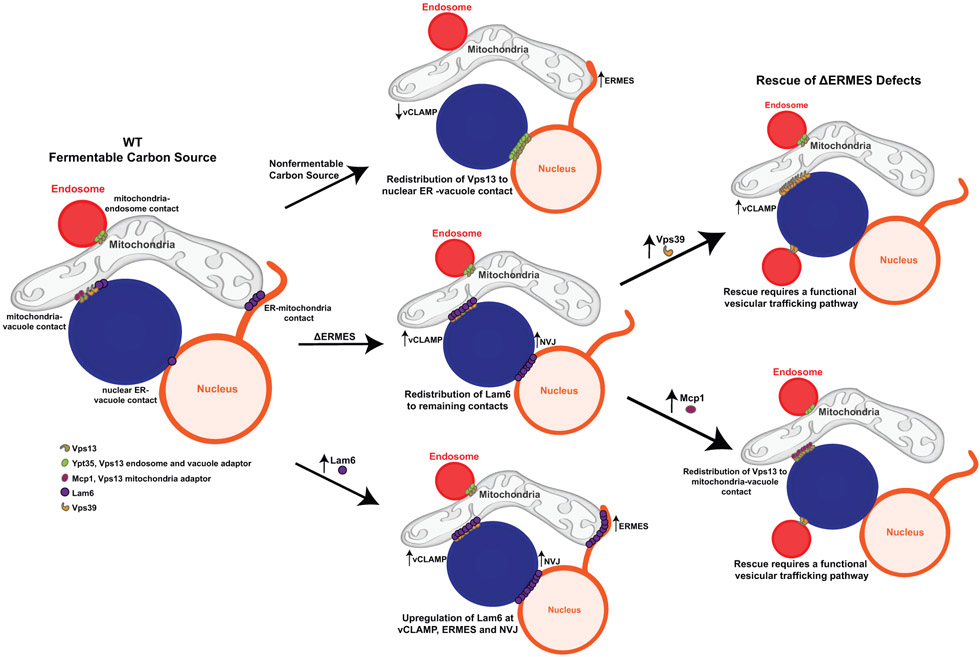 Figure 4: