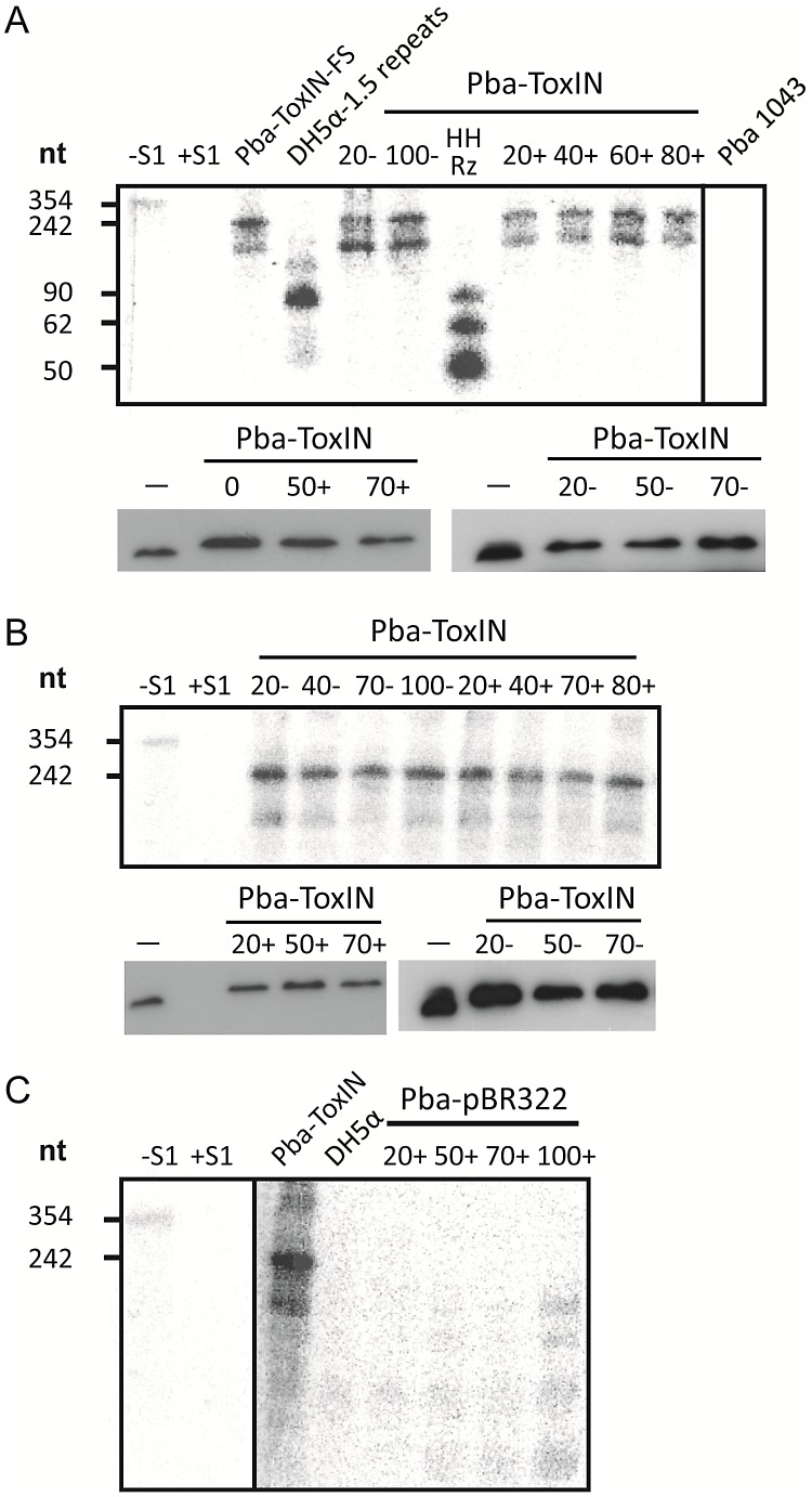 Figure 7