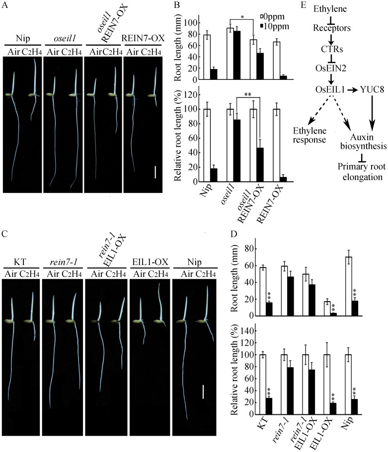 Fig 10