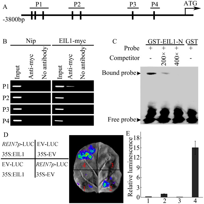 Fig 9