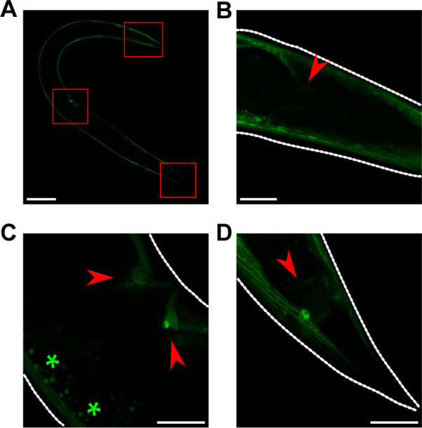 Fig 2