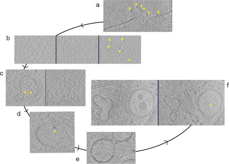 Figure 3—figure supplement 1.