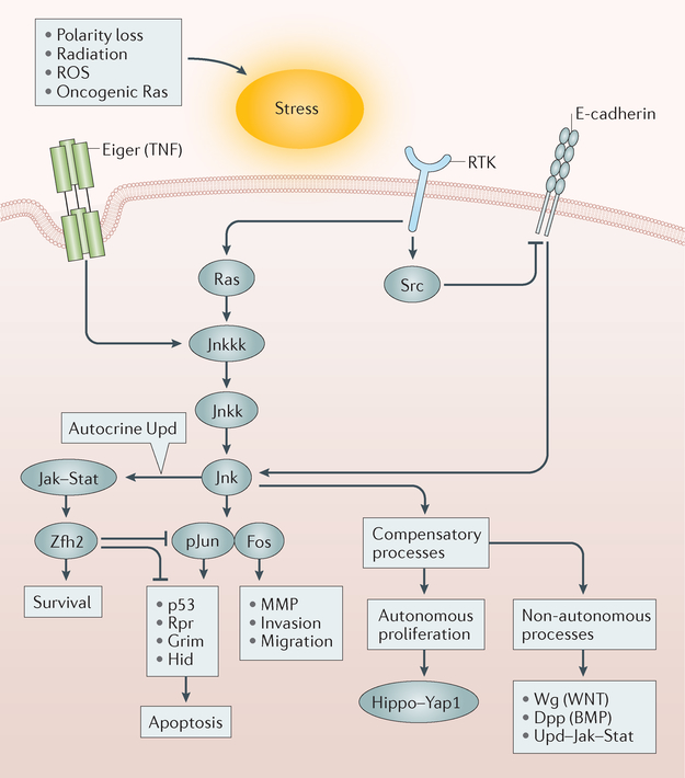 Figure 5 |