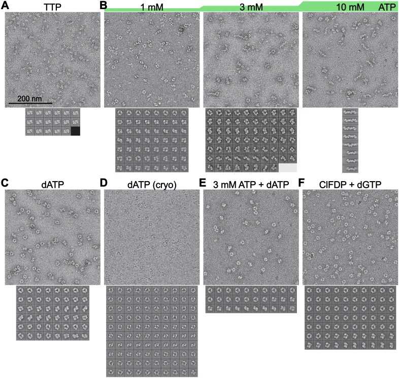 Figure 3—figure supplement 1.